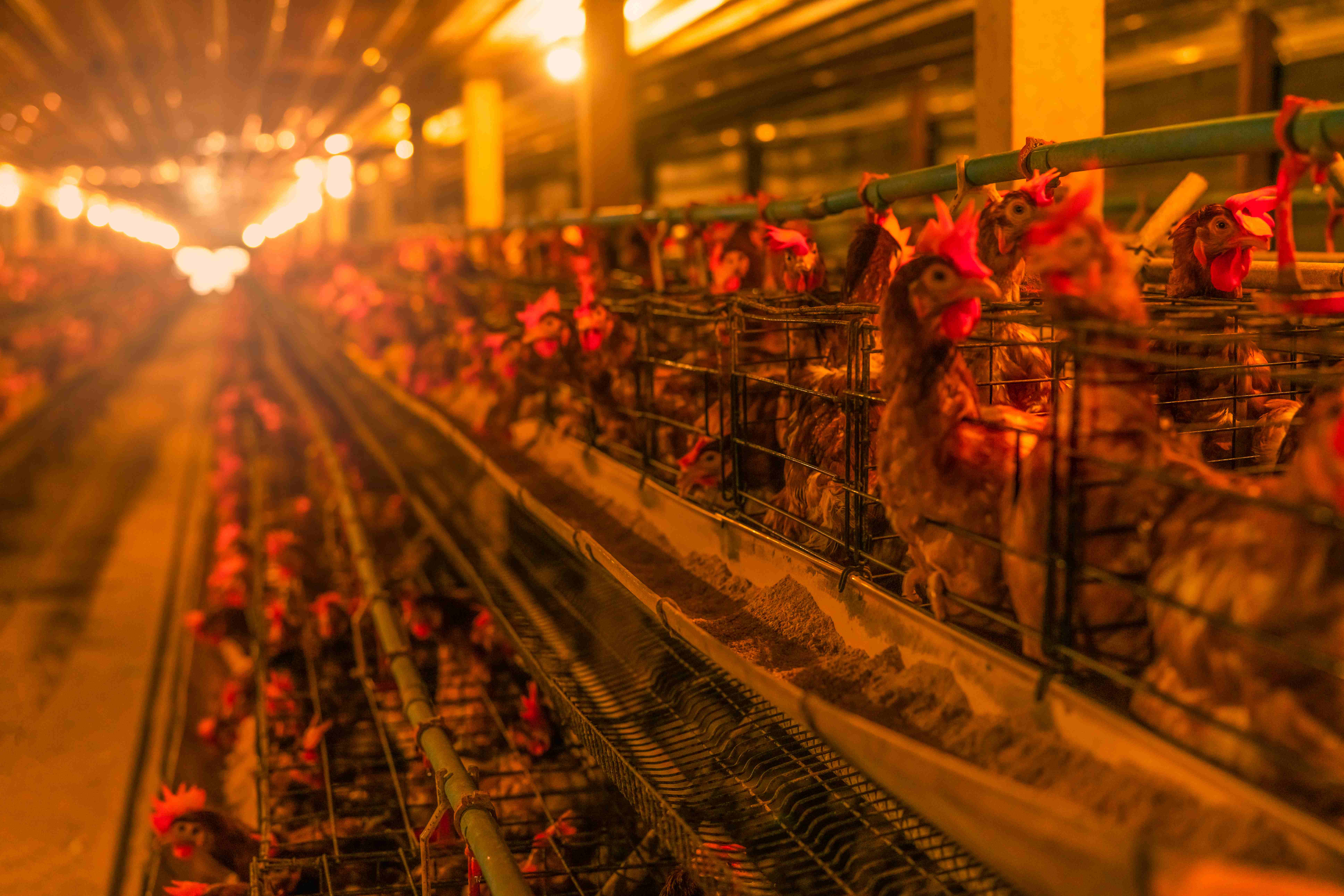 Instalações industriais para produção de ingredientes